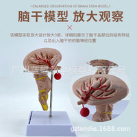 Magnified Brainstem Model with Midbrain, Pons, Medulla, Diencephalon and Cranial Nerves