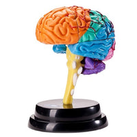 Yigao Science Toy Human Organ Model Disassembled Brain Puzzle
