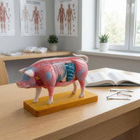 Pig Therapeutic Point Training Model Model Training Animal Therapeutic Point Training Model Structural Model Educational for Veterinarians