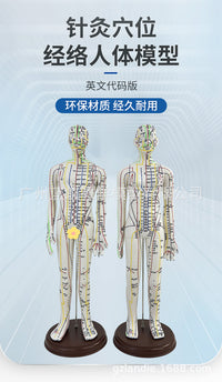 52CM Acupuncture Meridian Human Body Model with Acupuncture Points for Practice
