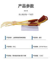 仿真人体手臂关节上肢骨肌肉神经韧带血管结构医学解剖骨骼模型