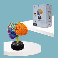 Yigao Science Toy Human Organ Model Disassembled Brain Puzzle