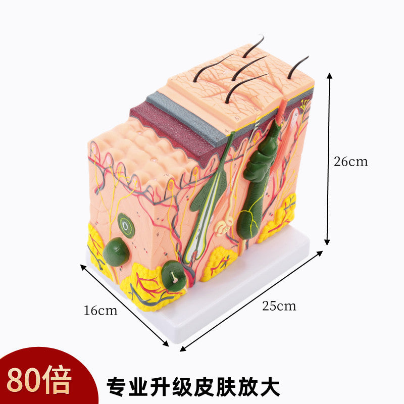 26x16x25cm 80x Skin