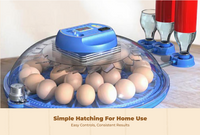 Egg incubator with auto turner