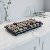 Tray With Drainage Holes cells Plug Tray Reusable Starter for Growers