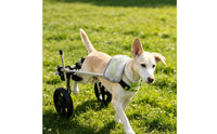 Lightweight Dog Wheelchair Long-Lasting Dog Wheelchair with Harness Stable Pet Mobility Aid Easy to Assemble for Disabled Pets