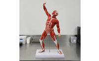 Full-Body Muscle Model Desktop Display Human Muscle Physiological Model PVC