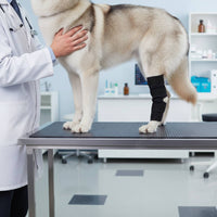 4 Pieces Dog Leg Support Sleeve Pain Relief Hind Leg Support Brace