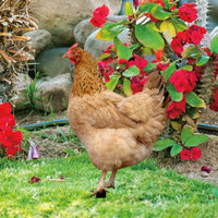 Yiwol 3mm Double-Sided Printed Plastic Hen Garden Stake for Yard Art