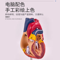 1:1人体心脏解剖模型 B超彩超可拆卸自然大心脏医学教学模型