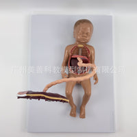 胎儿血液循环模型 出生婴儿脐带胎盘模型 婴儿内脏 可拆卸组装