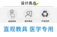 皮肤结构解剖模型教学组织层次立体构造 微整形缝合 美容医学模型