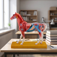 Highly Detailed Horse Anatomy Model with Acupuncture Points Multicolor Horse Acupuncture Model Realistic Professional-Grade for Classroom