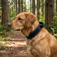 Training for Medium Large Dogs, Padded Nylon Adjustable Strap with Buckle, Comfortable Accessory for Training and Walking