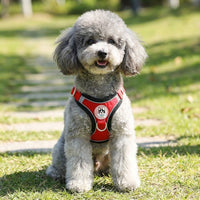 Small Dog Harness with Leash, Solid Color Polyester Chest Strap and Flat Rope Walking Set, Easy Control Outdoor Training for Small Pets
