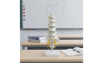 Human Spine Model Vertebrae Model Anatomical for Classroom