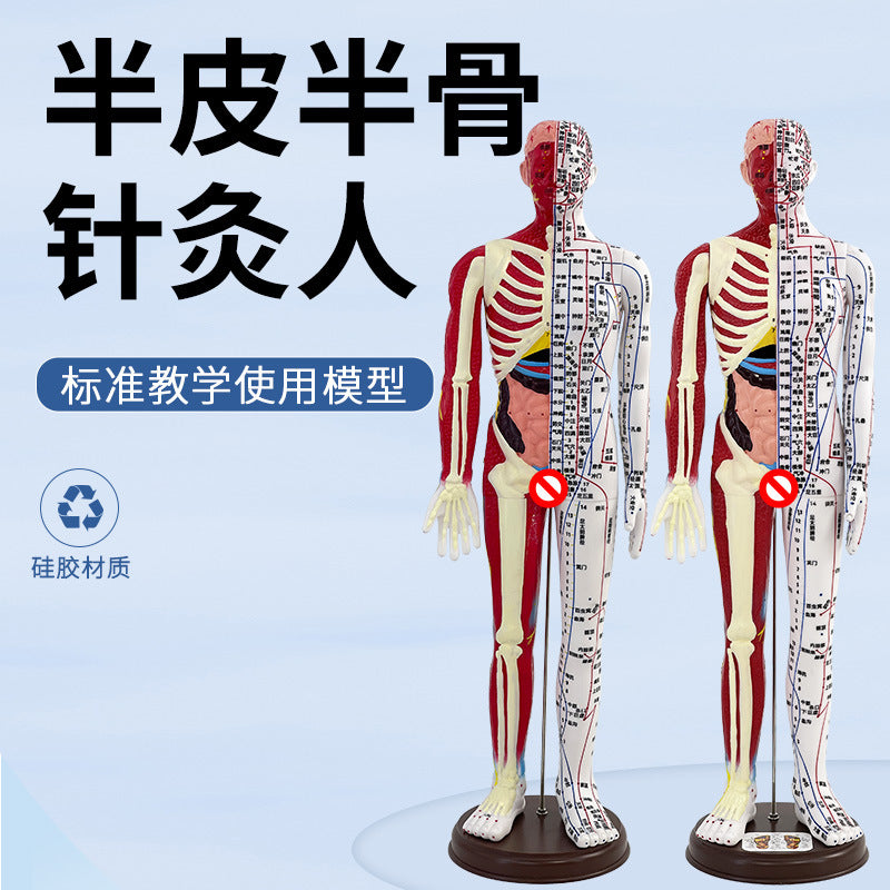 Human Acupuncture Model with Half Skin Half Muscle, 60cm