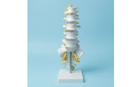 Human Spine Model Vertebrae Model Anatomical for Classroom