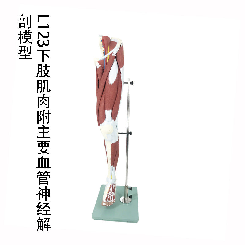 L123 Lower Limb