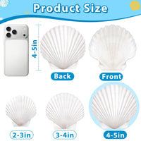 20 Large Scallop Shells for Crafts