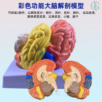 教学仿真人体大脑解剖模型脑动脉构造脑神经脑模具脑功能区域色分