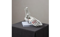 Structural Joint Model Detailed Display Life Size Joint Skeleton Mounted on Stand Human Foot Skeleton Model for Doctors