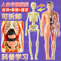 Human Body Structure Model with Organs and Skeleton for Educational Toy
