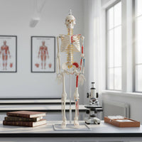 Flexible Spine Skeleton Model Nerve Features Flexible Skeleton Model