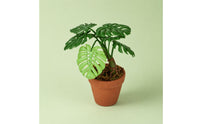 Mini Monstera Plant 1:12 Scale House Decor Textured