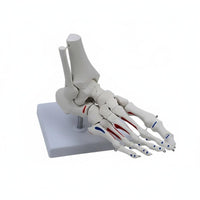 Structural Joint Model Detailed Display Life Size Joint Skeleton Mounted on Stand Human Foot Skeleton Model for Doctors
