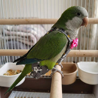 Parrot Diaper for Pet Birds, Striped textile avian gear with Bow Tie Straps, Myna Bird Diaper for Outdoor Activities, Washable