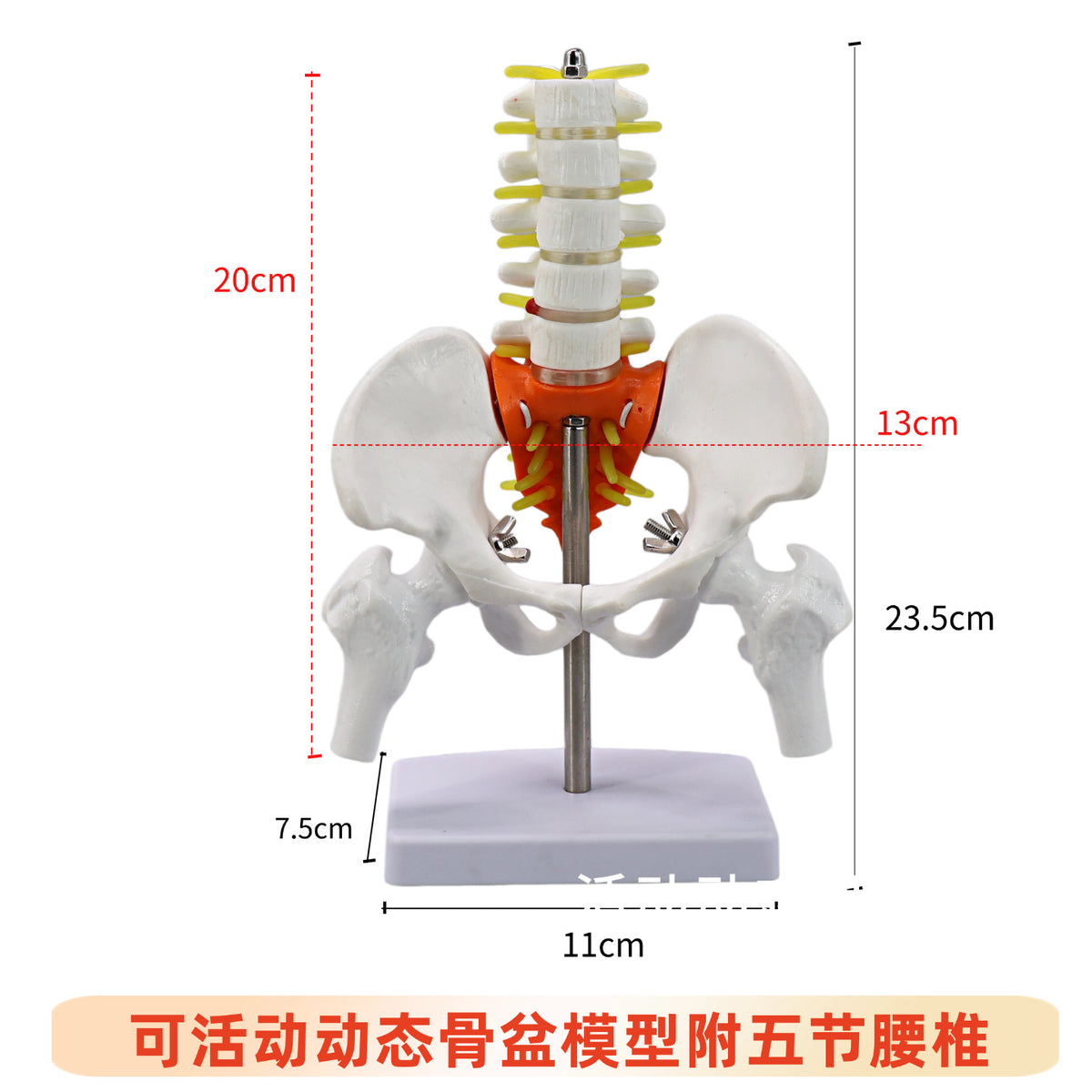 Pelvis W 5 Vertebrae