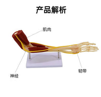 仿真人体手臂关节上肢骨肌肉神经韧带血管结构医学解剖骨骼模型