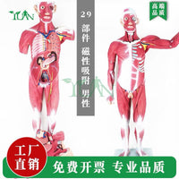 176cm人体全身肌肉附内脏模型 肌肉解剖模型人体肌肉教学模型