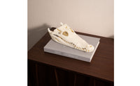 Resin Crocodile Skull Ornament Bone-Like Crocodile Skull Tabletop Sculpture Classy-Looking for Collectors, Decorators, Living Room, Study, Tea Table