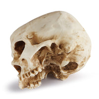 Resin Skull Flower Pot - Halloween Prop Hollow Skull Planter