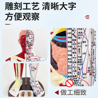 Human Acupuncture Model with Half Skin Half Muscle, 60cm
