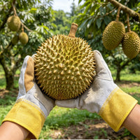 剥榴莲专用手套水果店加厚防刺防扎削菠萝板栗摘荔枝耐磨防水防护