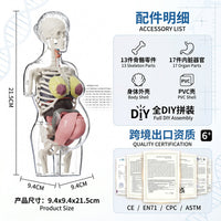 Transparent Pregnant Woman Anatomy Model for Medical Education