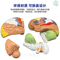 教学仿真人体大脑解剖模型脑动脉构造脑神经脑模具脑功能区域色分