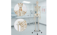 Human Skeleton Model Full-Body Skeleton Model with Stand Structural for Medical Students, Teachers, Classroom, Research Facility