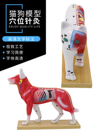 狗体针灸模型 猫体解剖模型 高还原度中医动物针灸犬常用穴位教具