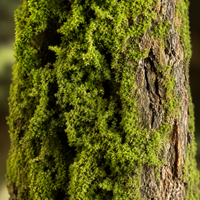 decorative tree stump