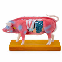 Pig Therapeutic Point Training Model Model Training Animal Therapeutic Point Training Model Structural Model Educational for Veterinarians