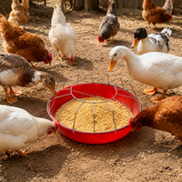 poultry feeder