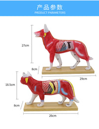 狗体针灸模型 猫体解剖模型 高还原度中医动物针灸犬常用穴位教具