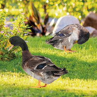 Acrylic Duck Garden Stake for Outdoor Yard Art Decoration