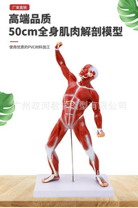 人体浅层肌肉解剖 肌肉人 躯干解剖模型50CM人体全身肌肉解剖模型