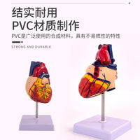 1:1人体心脏解剖模型 B超彩超可拆卸自然大心脏医学教学模型