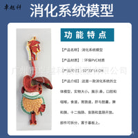 人体消化系统模型 消化道胃剖面 鼻咽喉 大小肠 胃解剖模型肛肠科